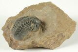 Detailed Reedops Trilobite - Atchana, Morocco #204121-1